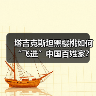 塔吉克斯坦黑樱桃如何“飞进”中国百姓家?(图3) 塔吉克斯坦黑樱桃如何“飞进”中国百姓家?(图3)