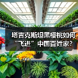 塔吉克斯坦黑樱桃如何“飞进”中国百姓家?(图1) 塔吉克斯坦黑樱桃如何“飞进”中国百姓家?(图1)