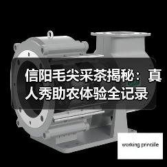 信阳毛尖采茶揭秘：真人秀助农体验全记录 - 玄熵百博咨询