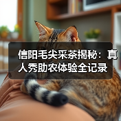 信阳毛尖采茶揭秘：真人秀助农体验全记录(图3)