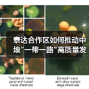 泰达合作区如何推动中埃一带一路高质量发展？(图4)