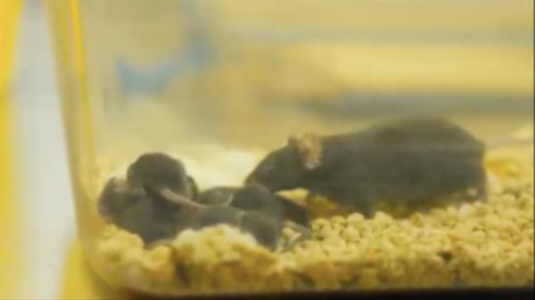 随神舟二十一号载人飞船返回的“太空小鼠” - 百博资讯